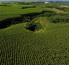 ABAF apresenta projetos socioambientais do setor florestal no seminário de sustentabilidade da Index 2026