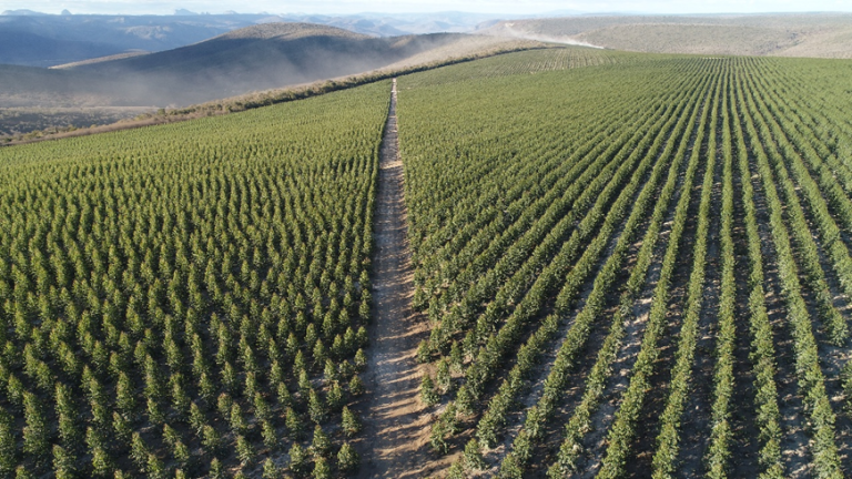 Eficiência operacional e decisões baseadas em dados pautam debates do setor florestal em Minas Gerais