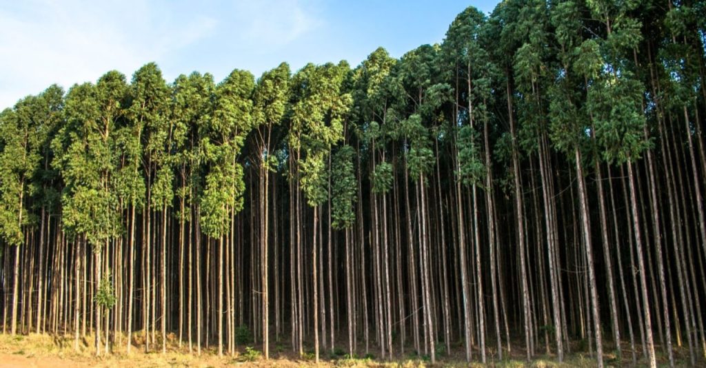 Em cenário desafiador, setor brasileiro de árvores cultivadas exporta US$ 3,6 bilhões no primeiro trimestre de 2026