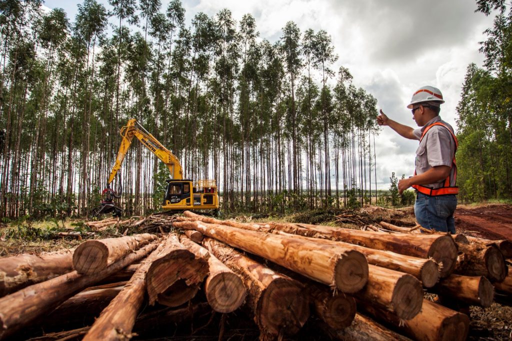 Suzano está com nove processos seletivos abertos para Ribas do Rio Pardo e Três Lagoas (MS)