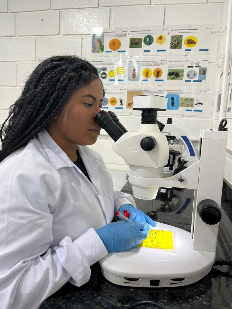 De joaninhas a microvespas, mais de 153,8 milhões de insetos auxiliam na proteção natural de florestas da Suzano em MS